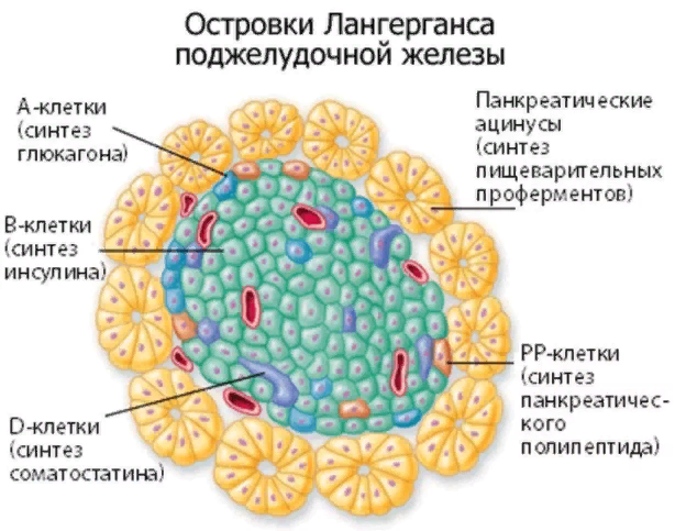 Вот эту прелесть и удалось пересадить методом Патрика Синьсяна