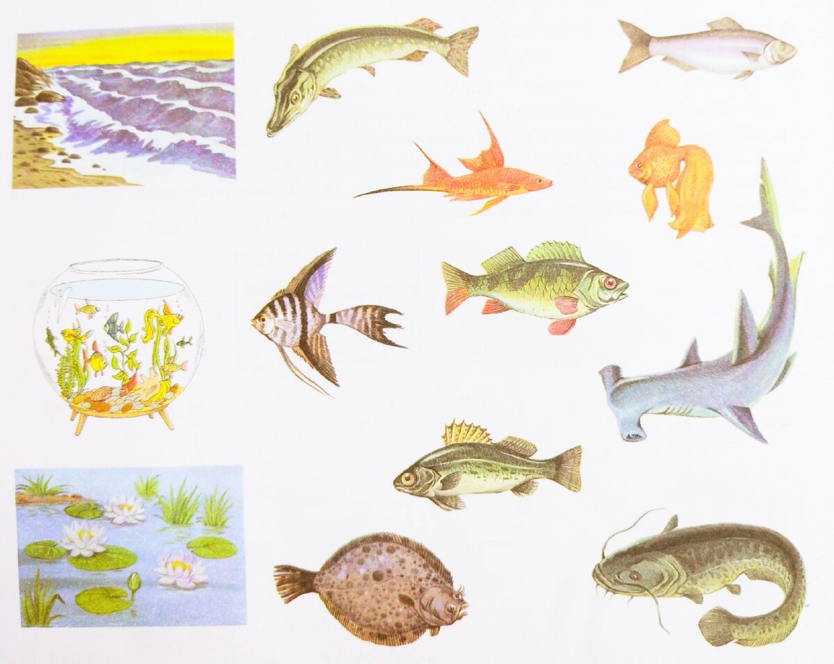 Раскраски морских рыб. Раскраска рыб, обитающих в морях и океанах скачать