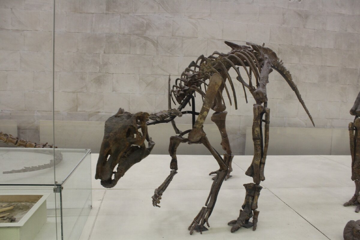 Палеонтологический музей