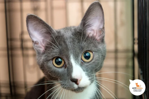 Это фото с сайте приюта Муркоша. Хоть как-то помочь ему найти дом..