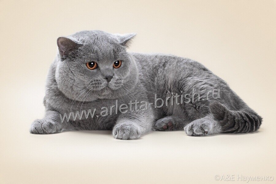 Британский кот, чемпион мира. 