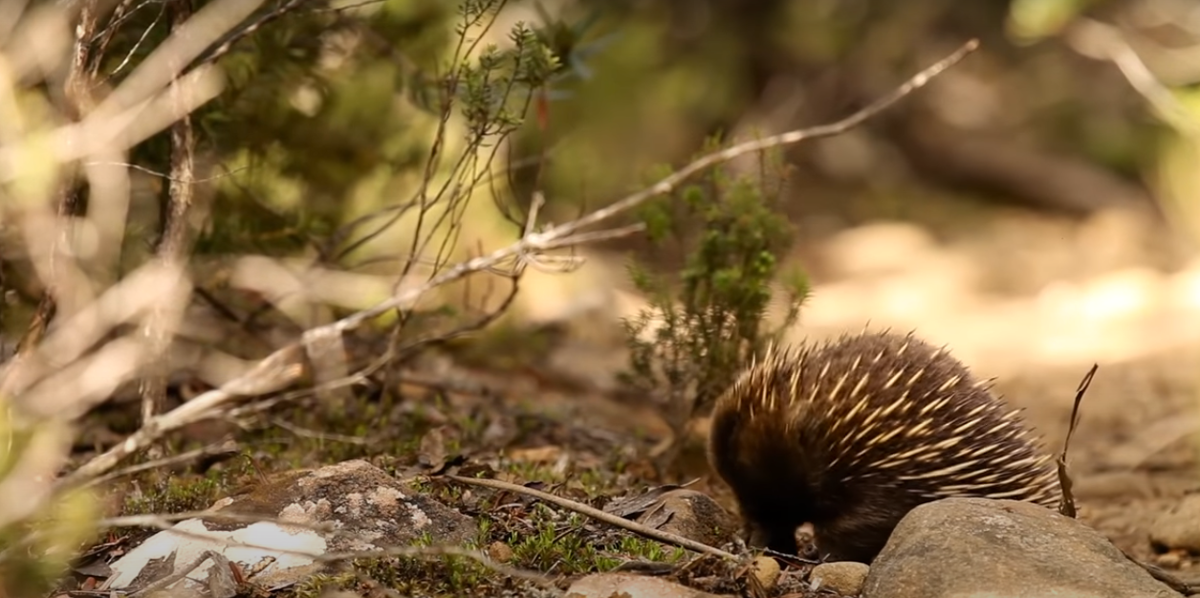 Австралийская ехидна