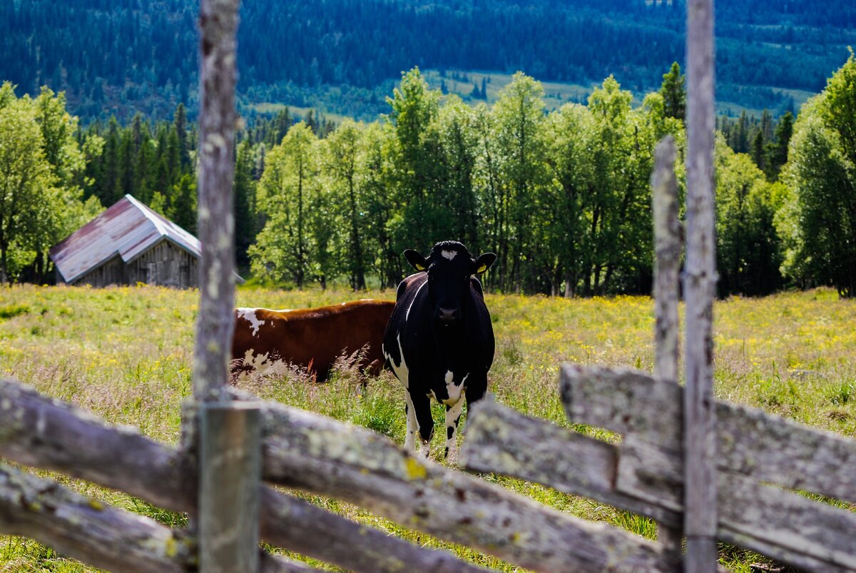 Farm o. Коровы в России. Высокопродуктивные коровы. Сарай для коров. Порода Эвинс корова.