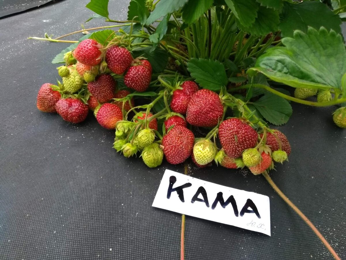 Земляника на укрывном материале.