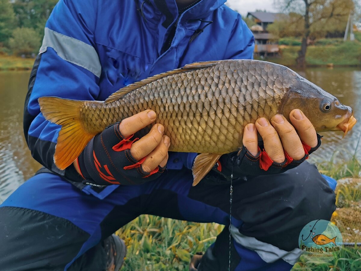 Рыбалка на карпа в Тарусе. Тестируем водоём и флэт метод. | Fishing Tales  (Рыбацкие сказки) | Дзен