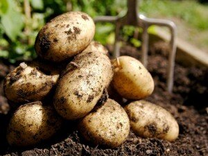 Ученые смело экспериментируют с этой культурой – пробуют новые агротехнические технологии, добиваются идеальных показателей почвы, адаптируют ее к различным условиям. Таким образом, ореол выращивания картофеля заметно расширился. Благодаря современным способам удобрения, картофель может расти даже на самых неприспособленных  участках. Труд селекционеров приносит значимые результаты каждый год – существуют инновационные технологии, повышающие урожайность, а также новые сорта, способные выдерживать различные виды почвы и температурные режимы.