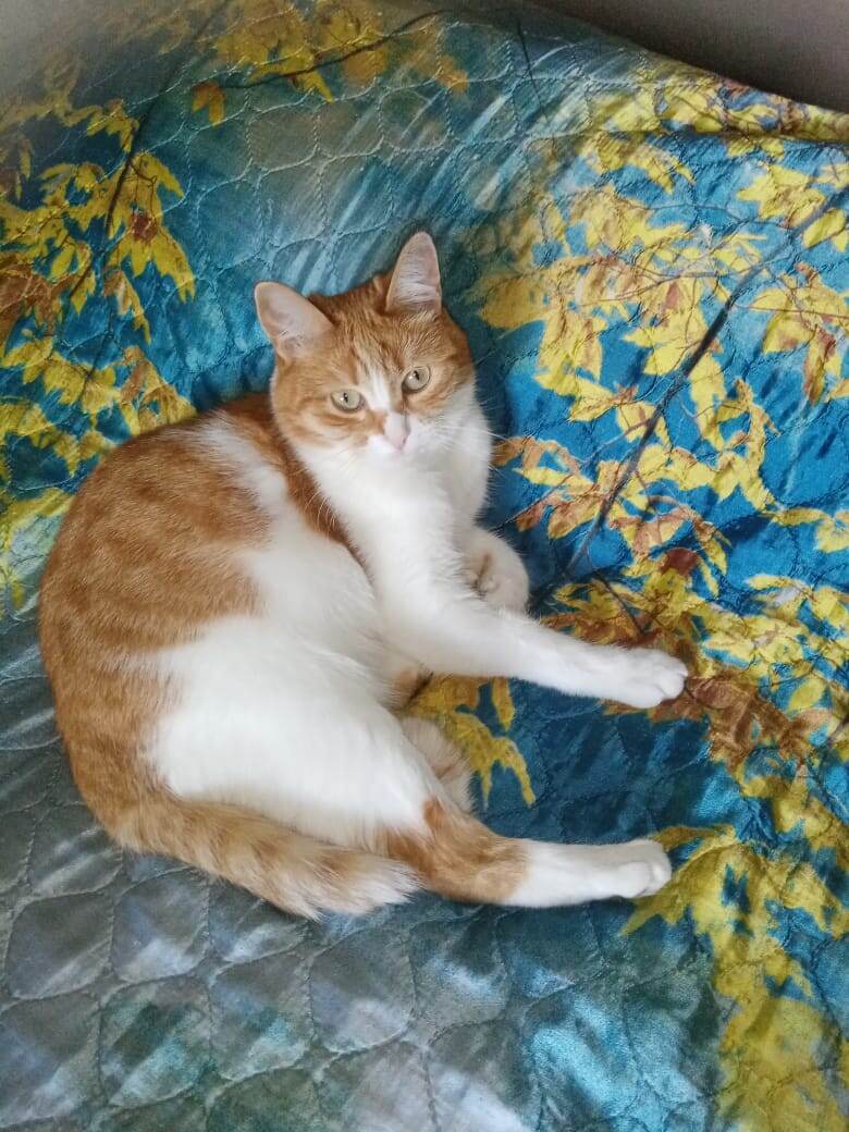 Мой кот Цитрус. Обязательно ляжет на моё место...