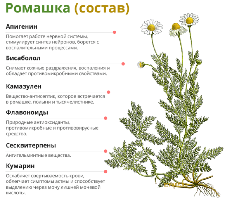 Категории классификации ромашки аптечной начиная с наименьшей. Строение соцветия у ромашки аптечной. Ромашки аптечной цветки ЛРС. Систематика ромашки лекарственной. Ромашка лекарственная описание лечебных свойств.