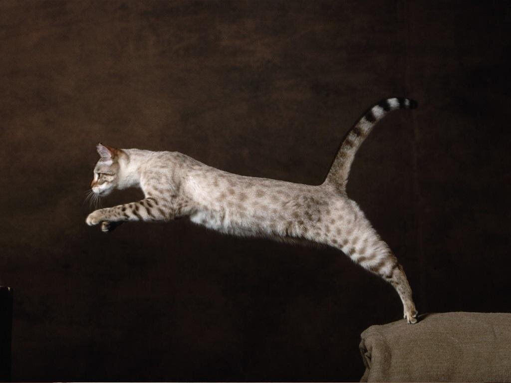 Кошачья грация завораживает