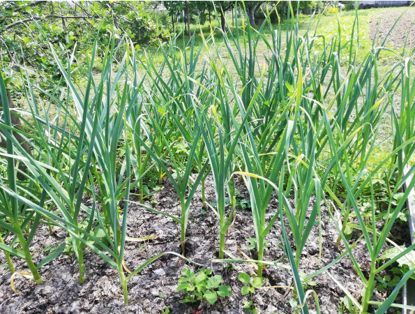 Прошлый год