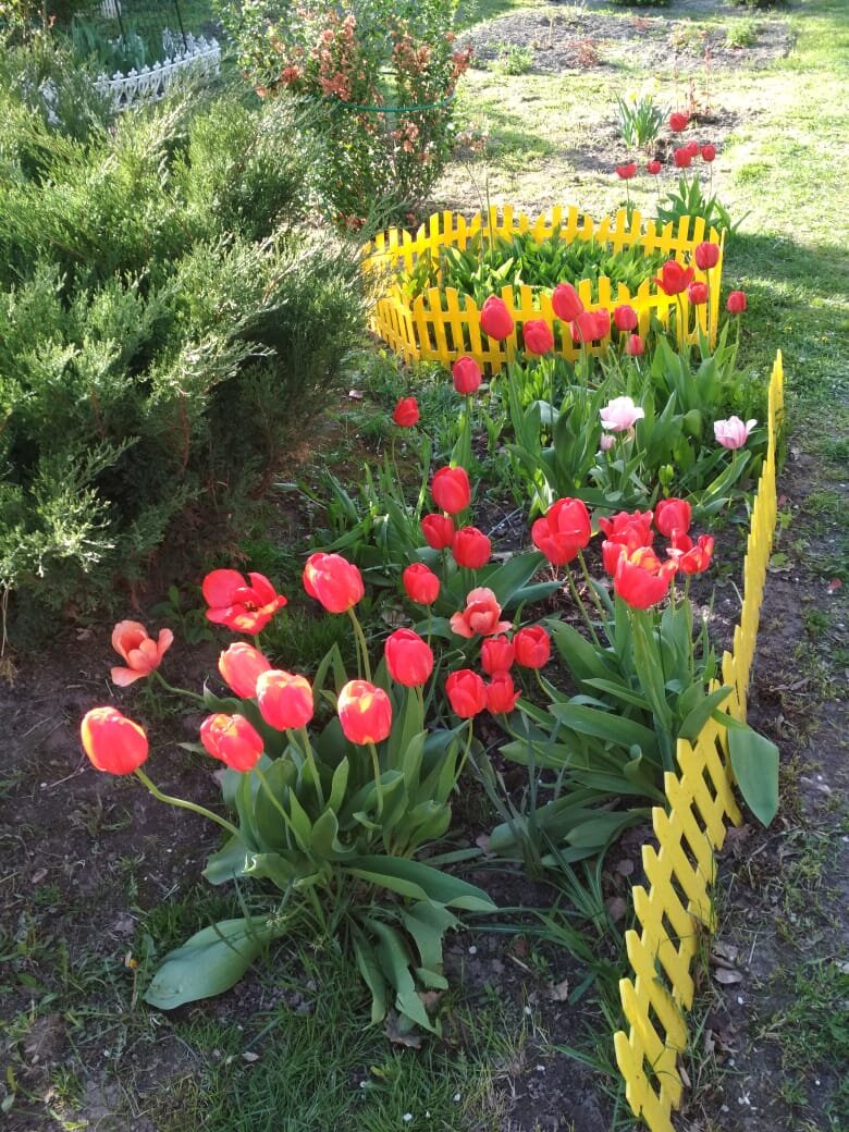 Мои тюльпаны
