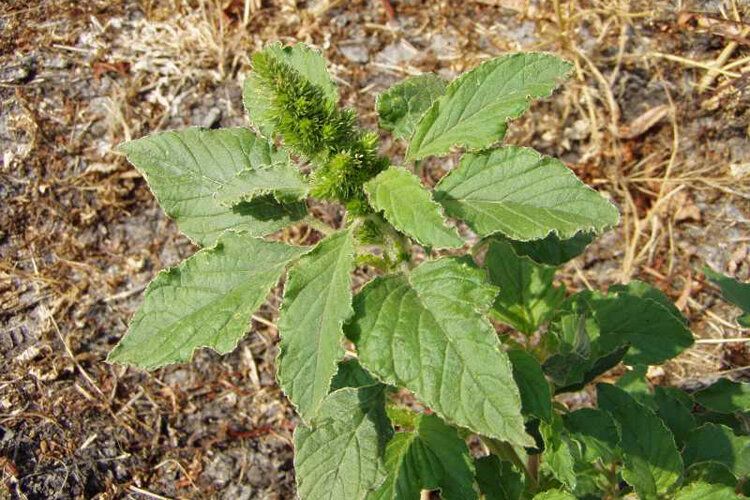 фото с сайта ogorod-bez-hlopot.ru 