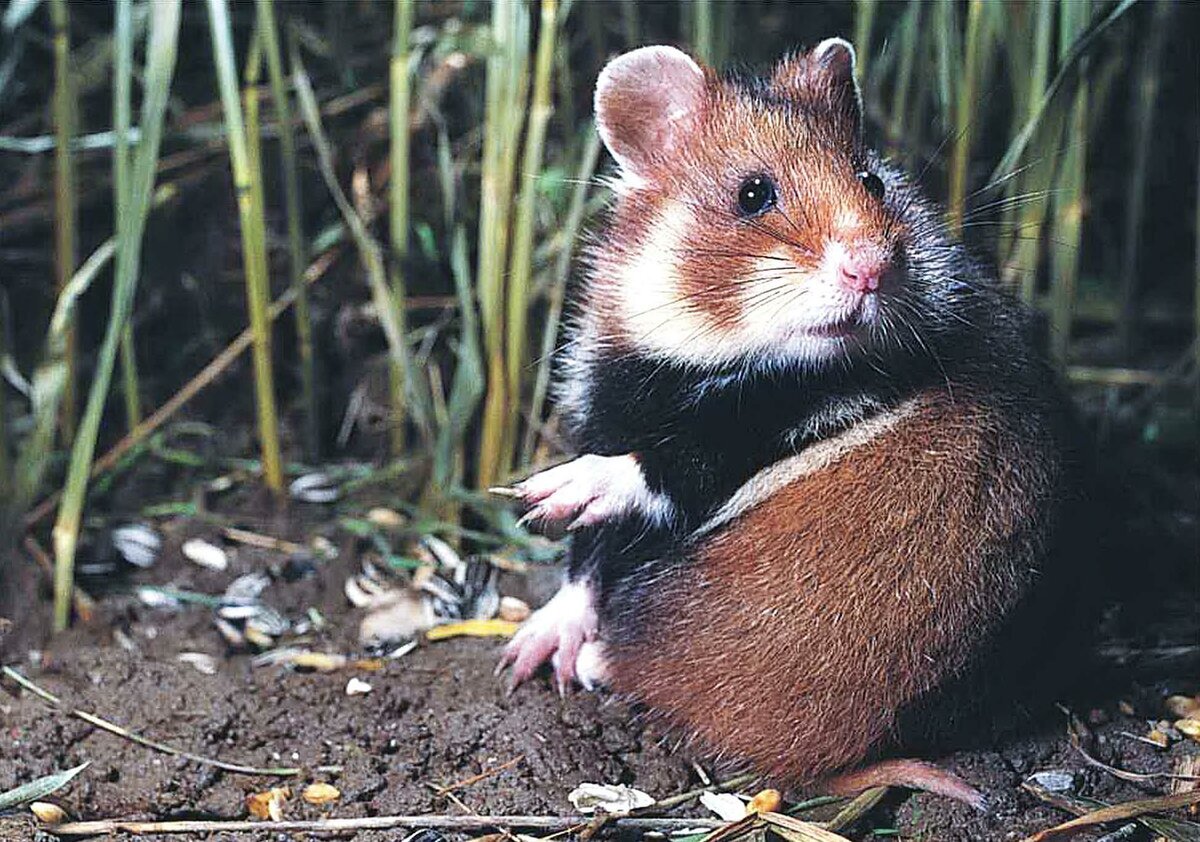 Кто мигрировал? Да я всегда тут жил!