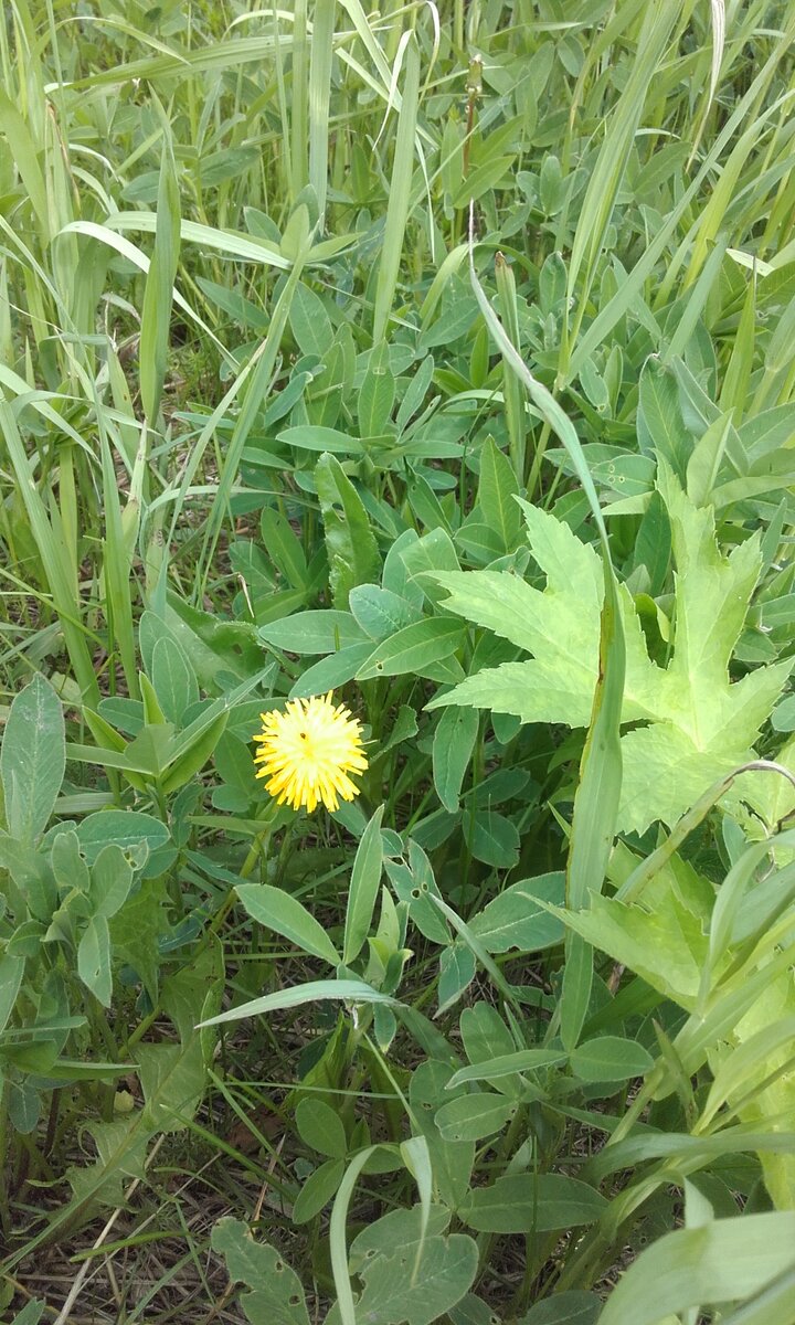 Еще одно солнышко...