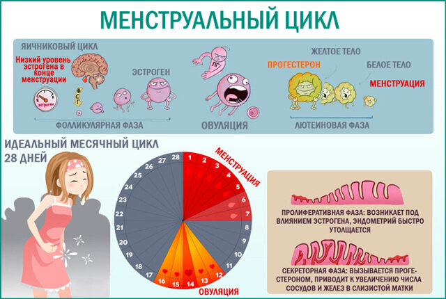 Нарушение менструального цикла. Сначала о норме