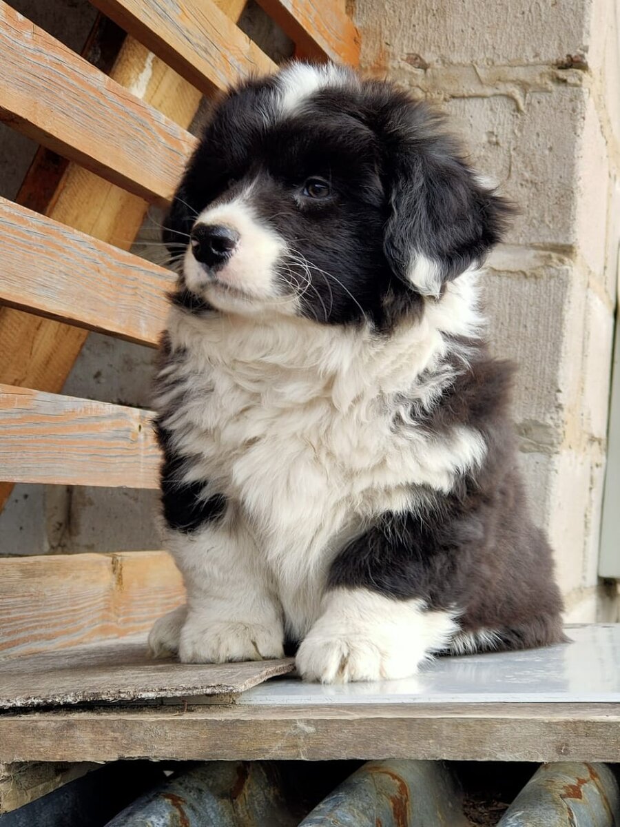 Наш Вилли)) корги, который родился слишком пушистый. Это выбраковка. Или подарок судьбы?... В чем наша судьба? В том, что мы должны неизменно - любить.