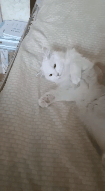 Дома все котики расцветают! На гифке наша Тина