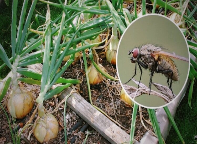 Луковая муха