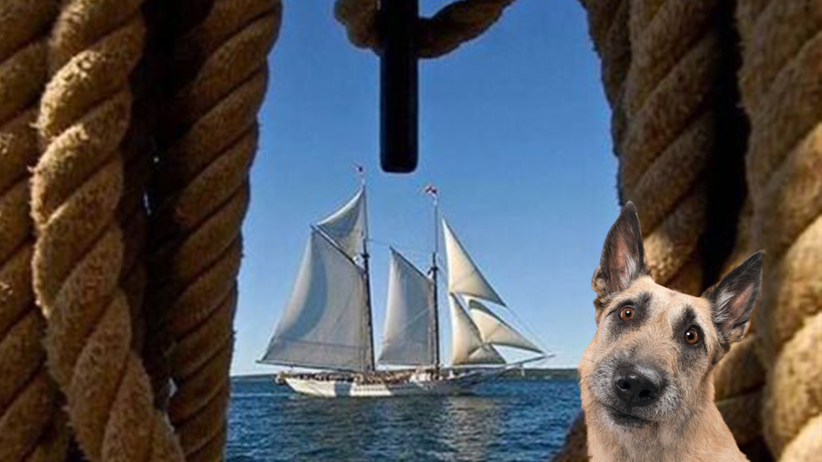 Белые паруса