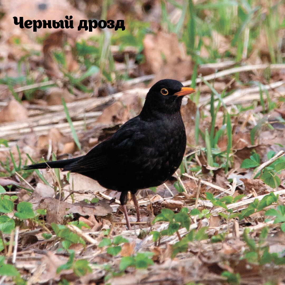 Как выглядит дрозд рябинник (Turdus pilaris)?