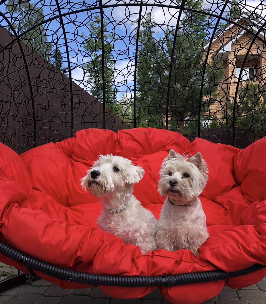 Утреннее фото наших терьеров: силихем Эшли (после домашней стрижки))) и вестик Твигги:)