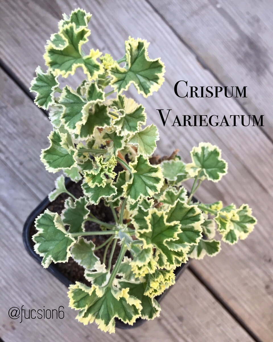Пестролистная душистая пеларгония Crispum Variegatum