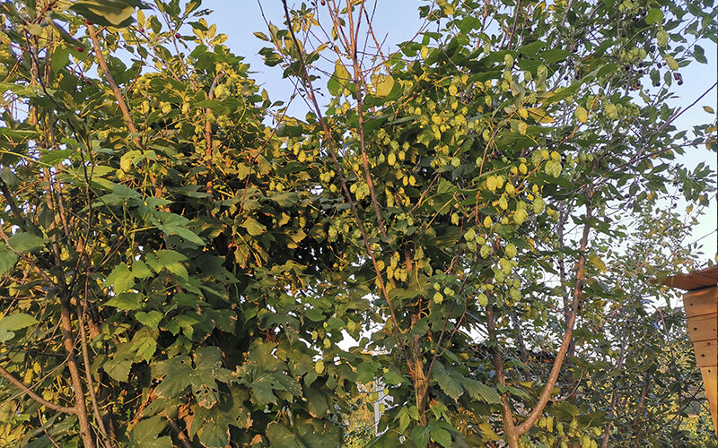 хмель поспел