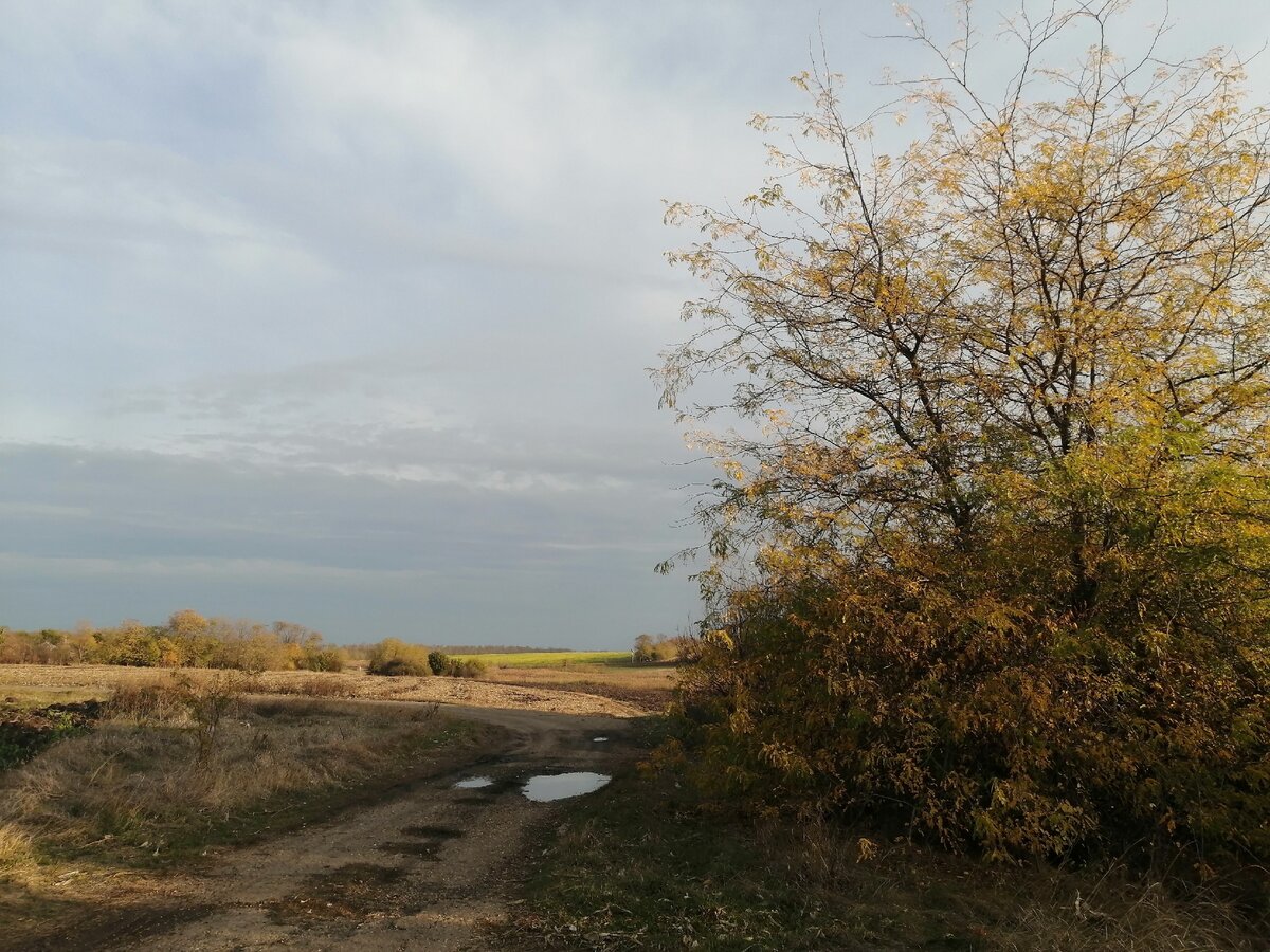 Фото автора. Тонкий ажур облетевших веток акации. Дали освещенные солнцем. Ничего особенного , а трогает за душу.