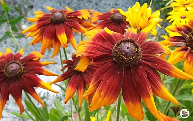 Рудбекия ламбада