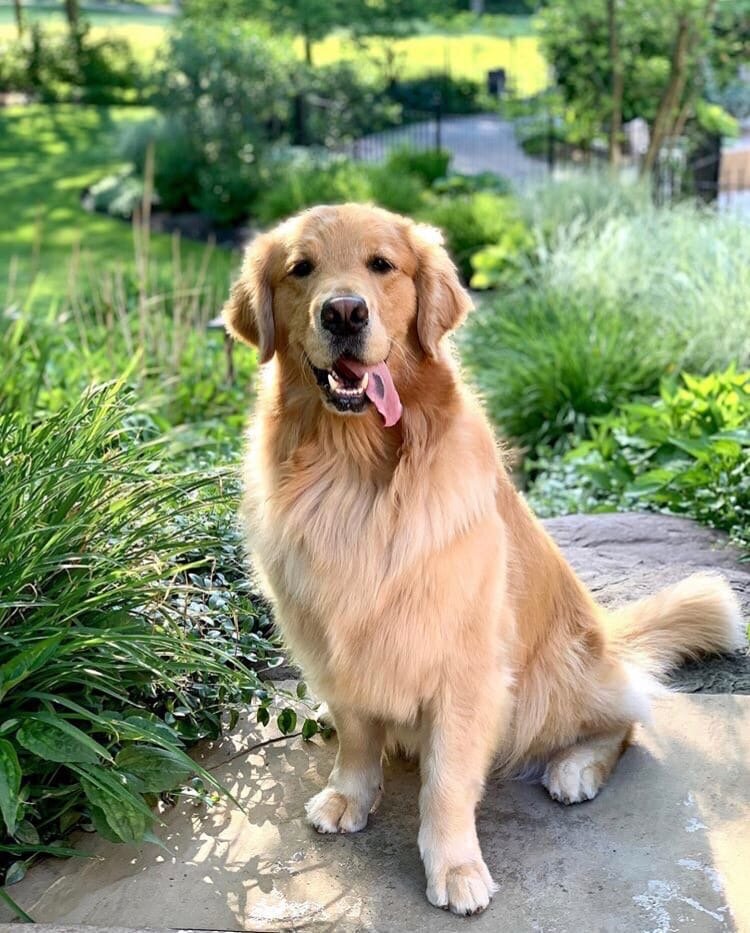 Голден ретривер или золотистый ретривер. Фото из интернета.