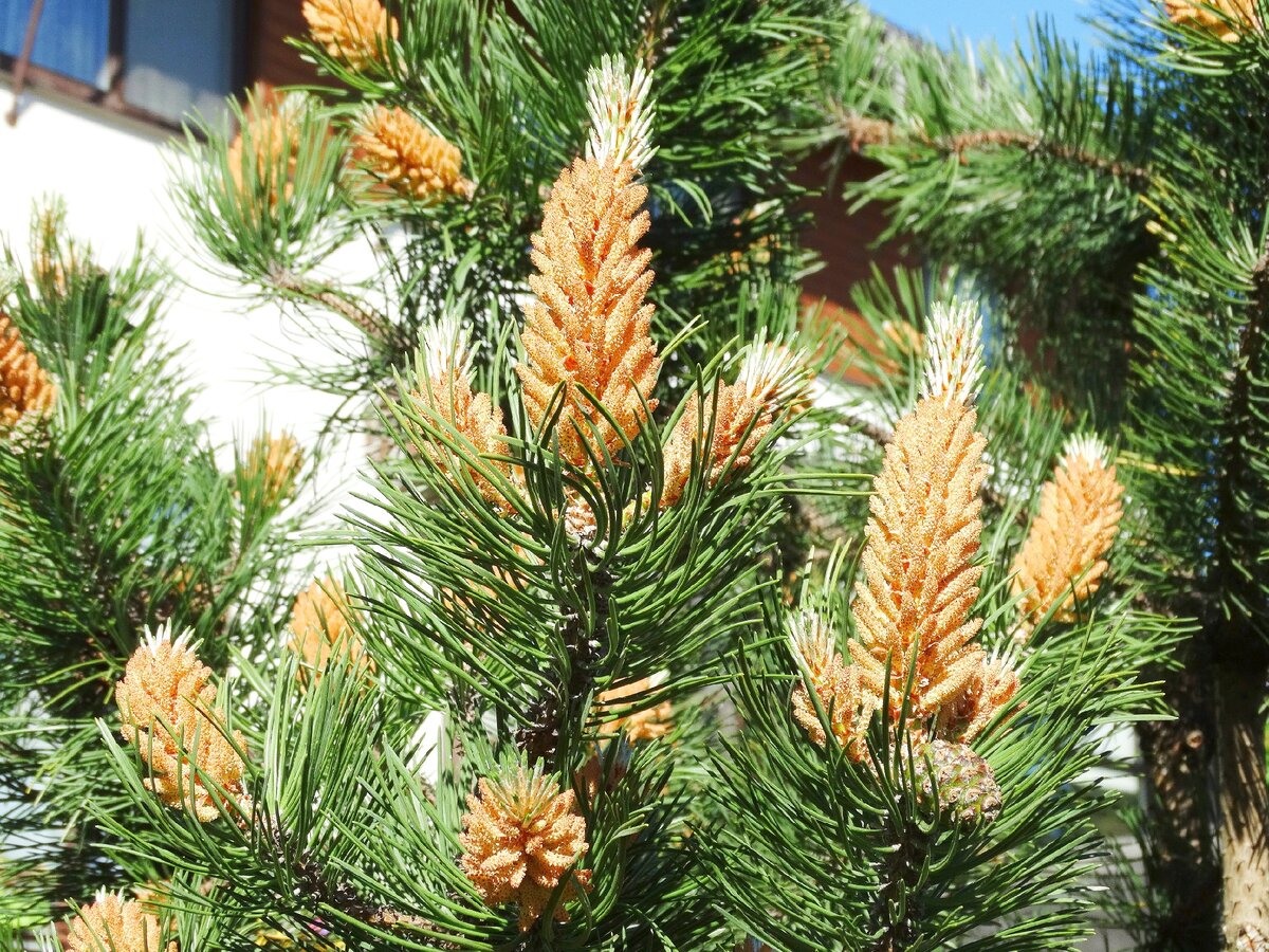 Пыльца сосны улучшает состояние микрососудов головного мозга.