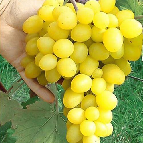 Макси белый