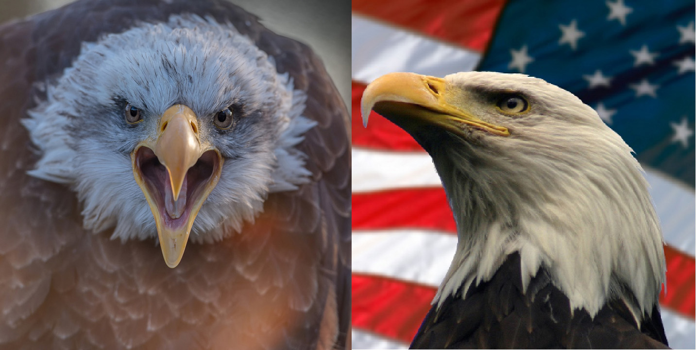 Звук орла америка. Американский белоголовый Орлан. Белоголовый Орлан символ США. Белоголовый орёл символ Америки. Орлан-Крикун и белоголовый Орлан.