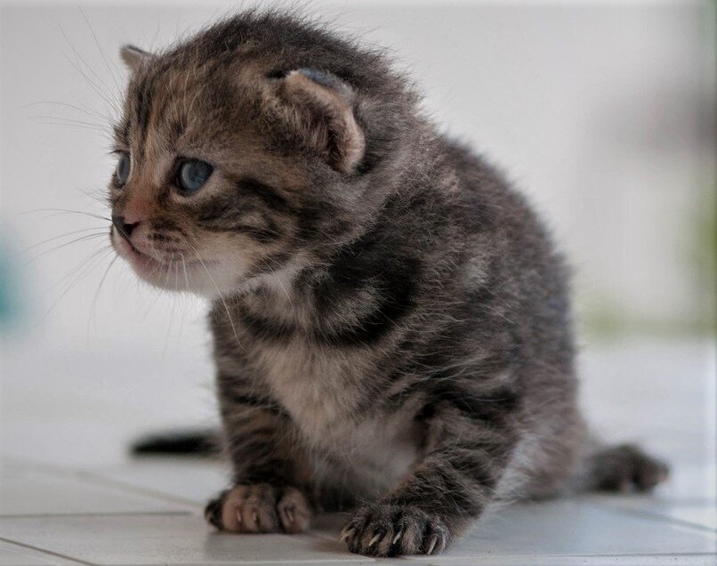 Подсохшая Симона