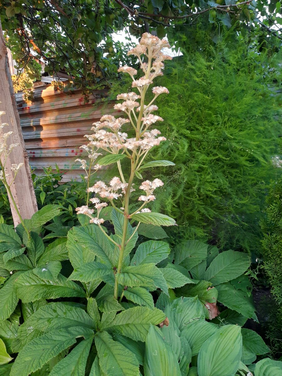 Роджерсия  конскокаштанолистная