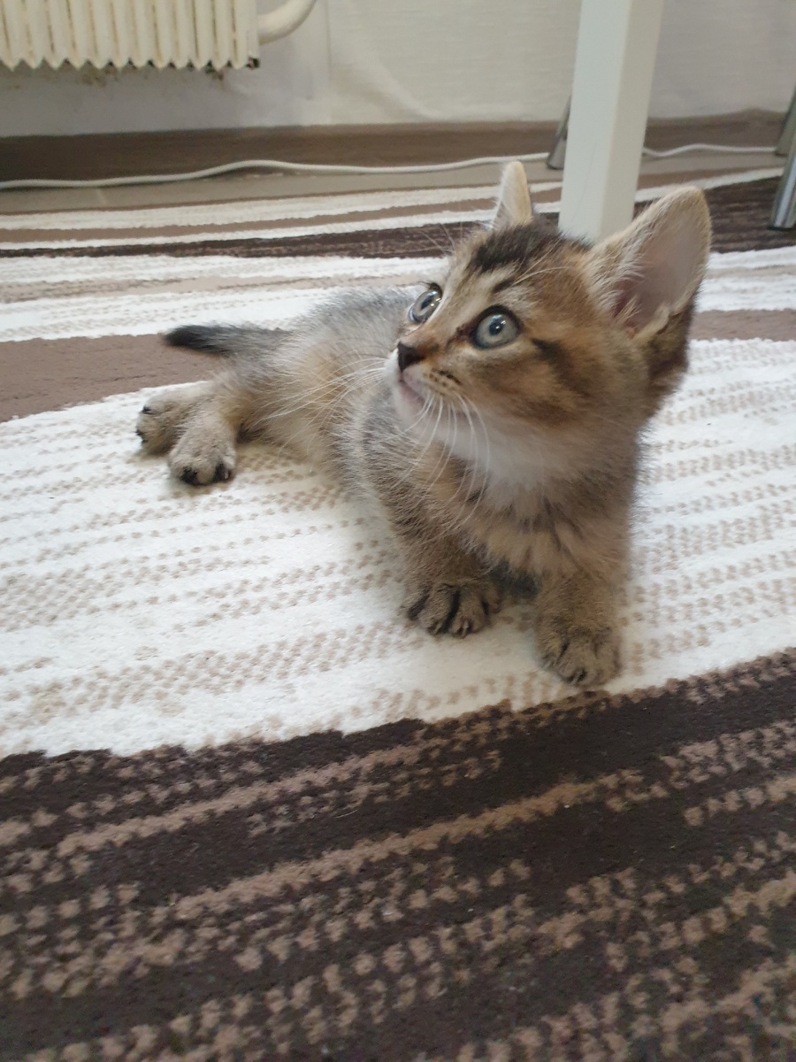 Короткое видео про котёнка Геральда!   В новом видео  котёнок Геральд сам нашёл себе игрушку, смотрим!! 