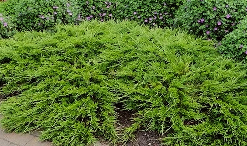 Можжевельник 