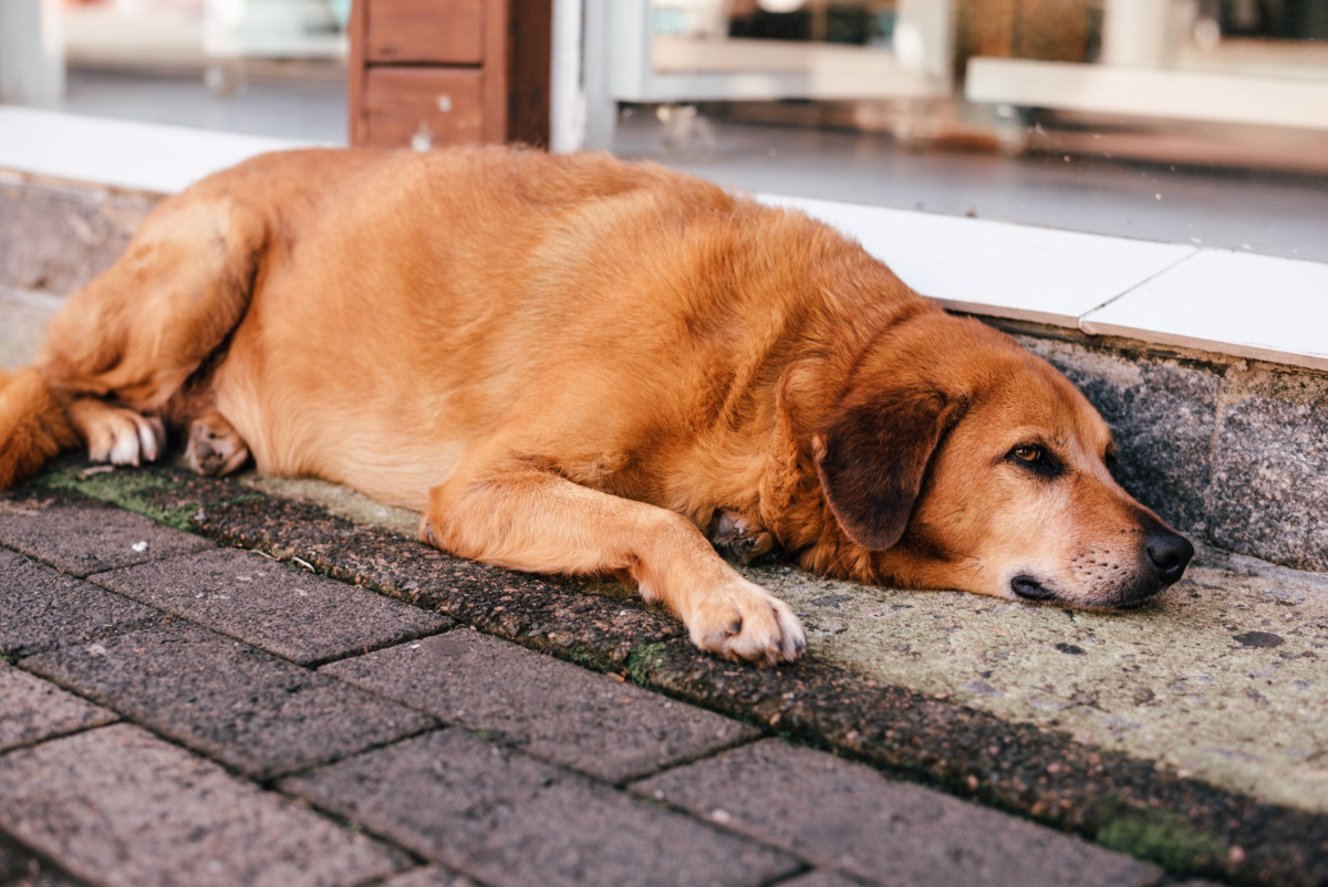 Почему собаки болеют. Собака лежит. Пёс лежит. Щенок лежит. Собака лежит на полу.