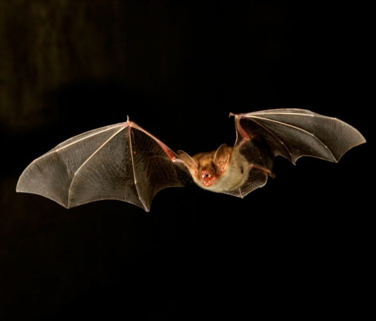 Автор: https://faunistics.com/letuchie-myshi/