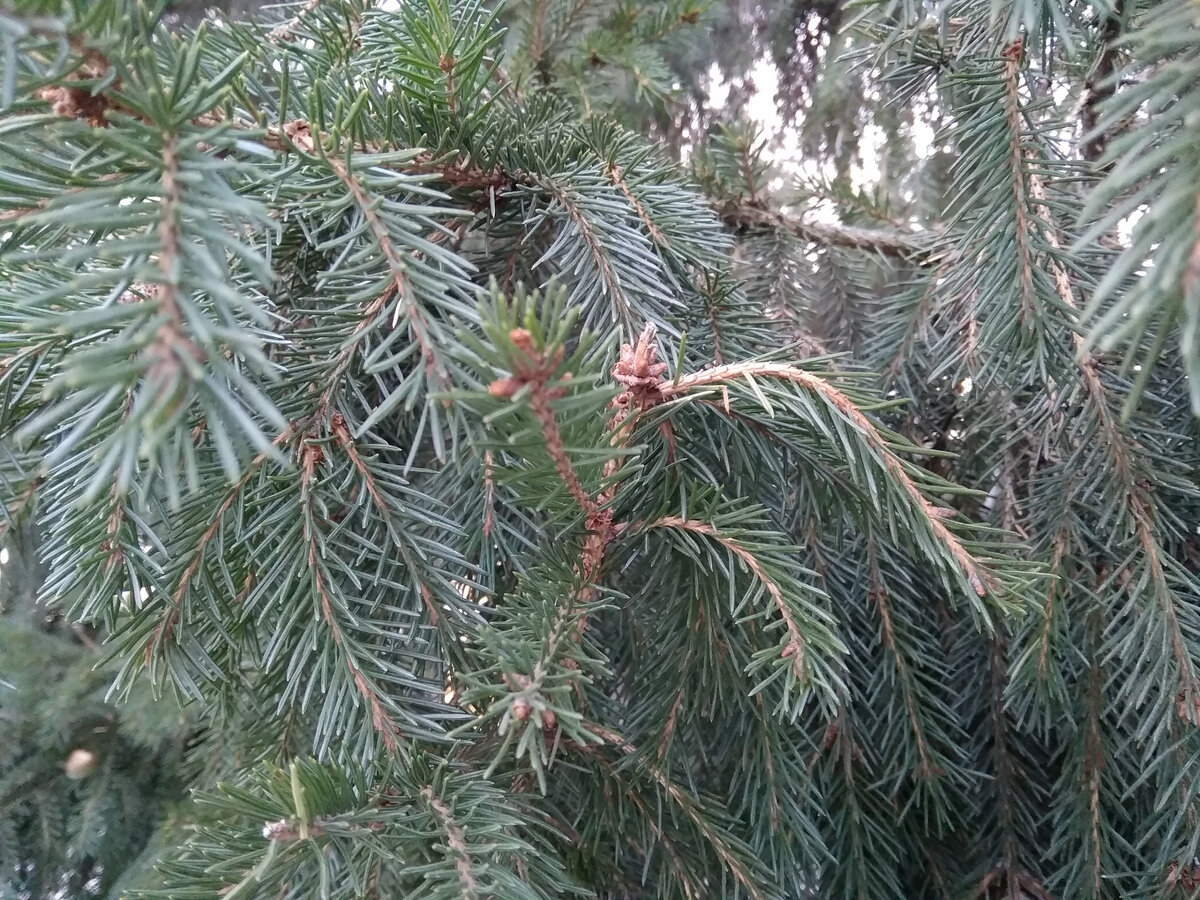 Дома обязательно дайте дереву постепенно адаптироваться к теплу, поместив на 2-3 часа в прохладное место, например, на балкон.
