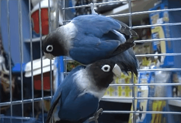 Масковый синий неразлучник