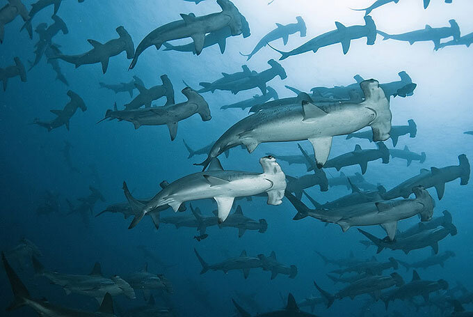 Фото из открытых источников.