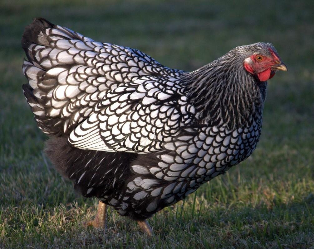 Породы кур фото и отзывы. Виандот. Брама Виандот. Куры серебристый Виандот. Виандот золотисто окаймленный.