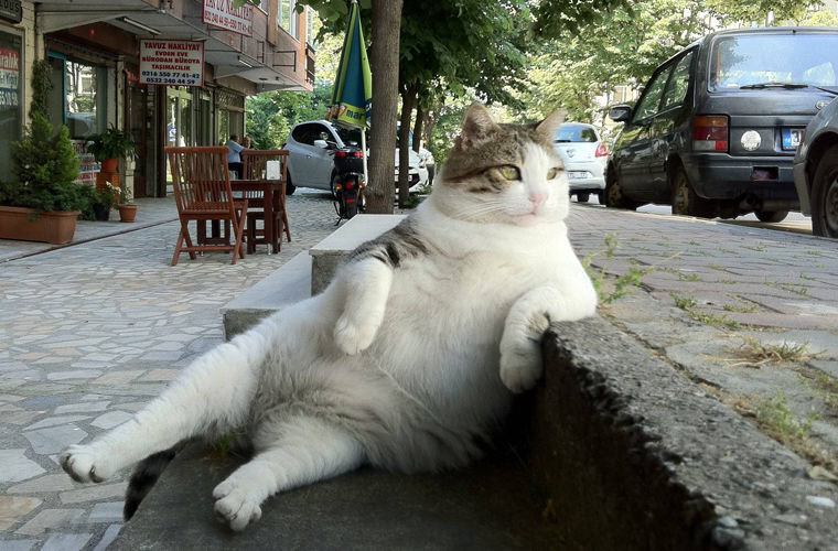 Кот Томбили