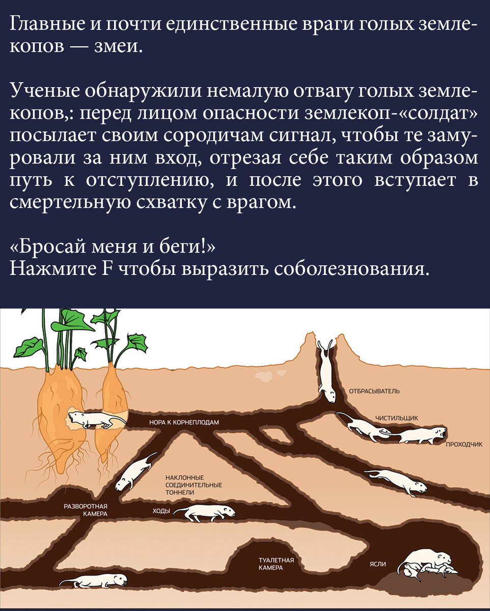 Землекоп: вечно молодой, вечно голый | Ботанство | Дзен