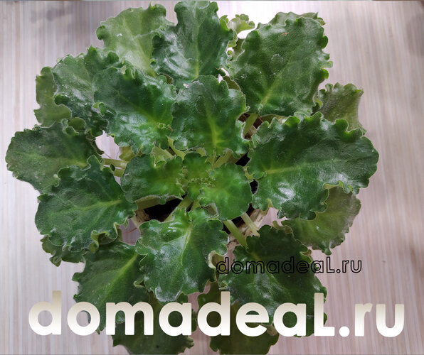 махровая фиалка