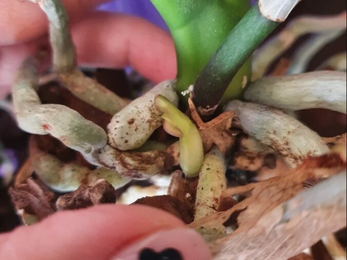 А это ее первое фото, 1 окт 2020. Прогресс заметен, думаю. Все потому, что от шеи, кормится с материнских корней.