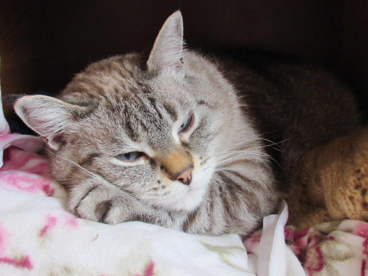 Кот Ирбис думает о смысле жизни  (есть ли в жизни смысл, если не дают вкусную рыбку?)