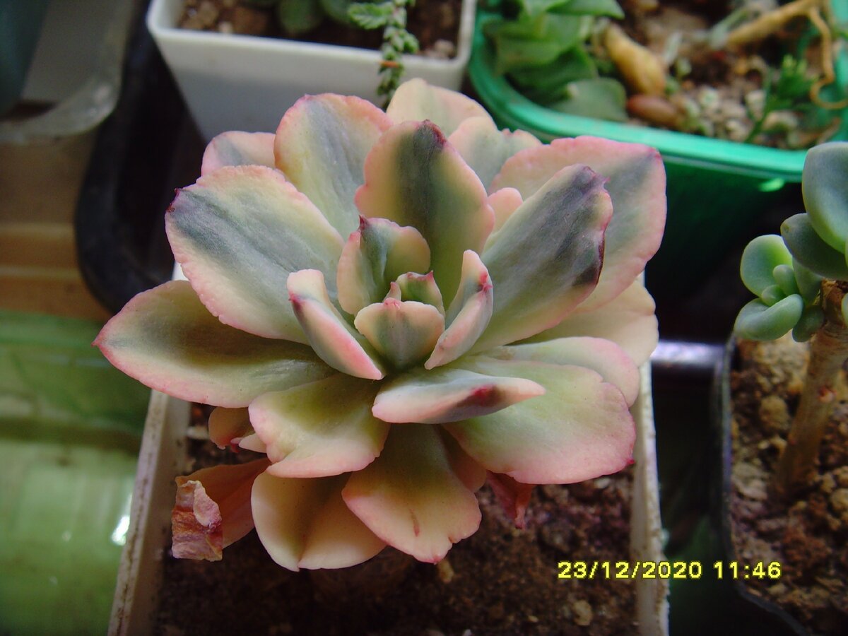 Echeveria hoveyii zahnii variegata