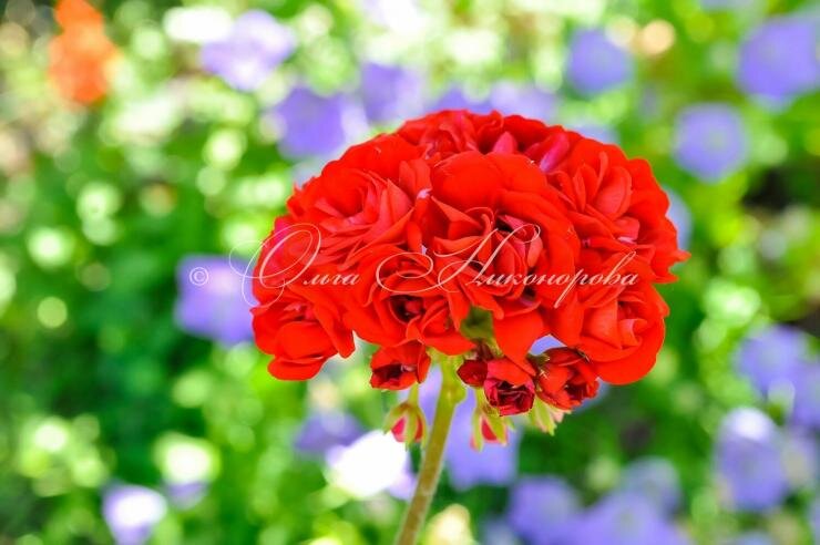 Розебундная пеларгония.